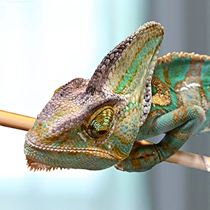 Alfred The Chameleon</br>Chief Animal Officer